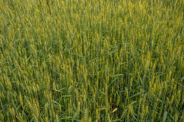 Green wheat field background with blur effect