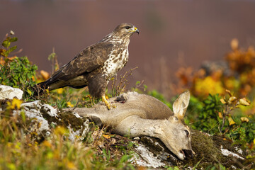 Common buzzard, buteo buteo, standing on dead prey in autumn mountains. Brown bird hunting doe on...