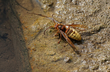 Nahansicht einer Hornisse