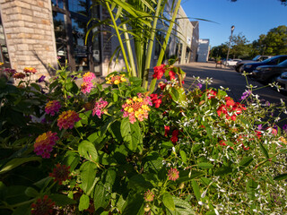 flowers for backgrounds