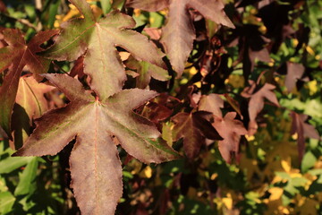 Jahreszeit Herbst