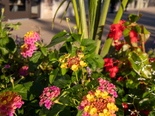 flowers for backgrounds