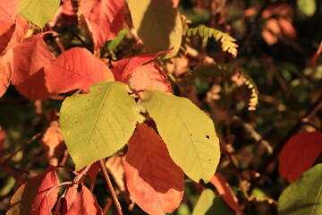 Jahreszeit Herbst