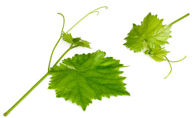 Green grape leaves isolated on white