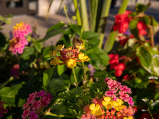 flowers for backgrounds