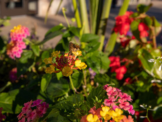 flowers for backgrounds