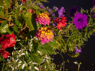 flowers for backgrounds