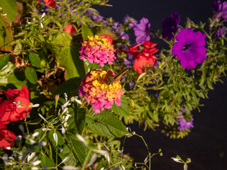 flowers for backgrounds