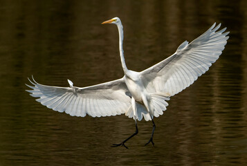 The Great Egret Bird