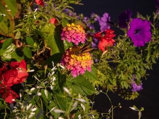 flowers for backgrounds