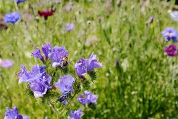 Shrill carder bee gathering nectar and pollen from viper's bugloss