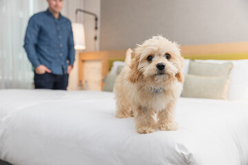 Pet-Friendly Hotels Your Dog