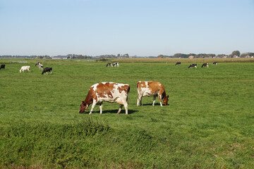 Fototapeta na wymiar Pasture landscape. Brown and white cows on the front in the meadow in the Netherlands. September, near the Dutch village of Bergen.
