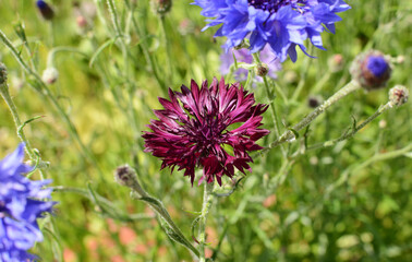 Deep purple cornflower bloom among common blue cornflowers