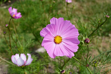 Large pink cosmos flower - Dwarf Sensation