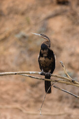 African darter (Anhinga rufa) perching on a branch