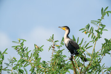 White-breasted cormorant (Phalacrocorax lucidus) perching in a bush with a blue sky as background