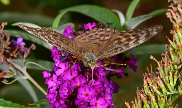 brown Silver-washed fritillary / brauner Kaisermantel (Argynnis paphia)