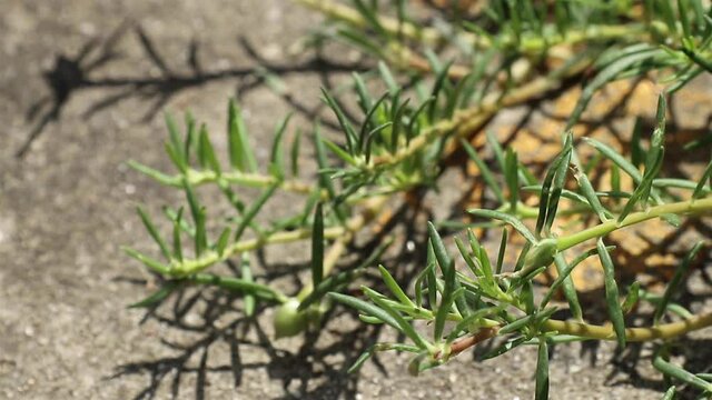 Soft, pointed, thick flesh leaves of Portulaca grandiflora under sunlight, also called rose moss or moss-rose purslane.