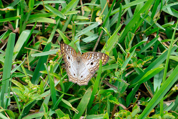 Ponce Inlet Lighthouse museum at Daytona Beach