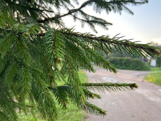 pine tree branches