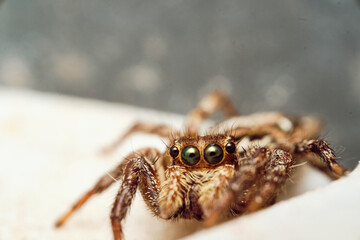 Jumping Spider aka Plexippus petersi 