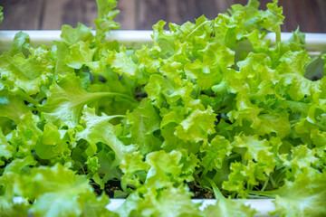 Close-up of green lettuce grown at home on a balcony in a pot for plants. Selective focus, shallow depth of field