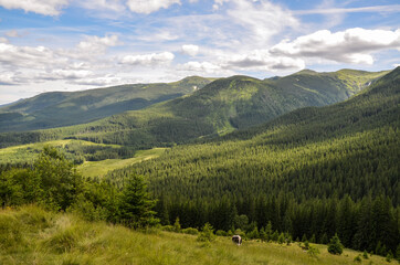 Fototapeta na wymiar Cows grazing on the hill in a pasture in the mountains. Beautiful Carpathian mountains panorama, Ukraine