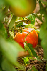 Tomates maduros en planta antes de recolectarlos