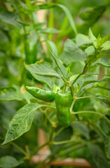 Pimentoneras con pimientos verdes para cosechar