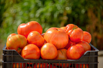 Tomates rojos valenciano recien recolectado