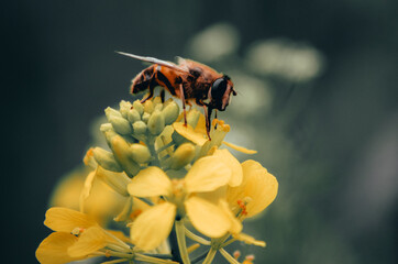 Flower bee