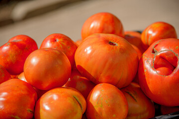Tomates rojos valenciano recien recolectado