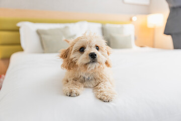 Friendly dog is playing on the bed in hotel room