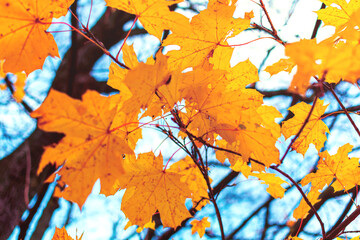 Yellow maple leaves in autumn season with blue blurred background. Colorful bright foliage in the autumn park. Autumn leaves background.
