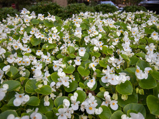 flowers for backgrounds