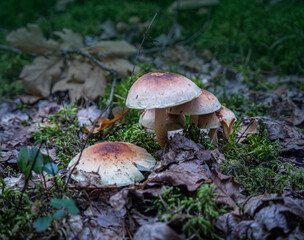 armillaria ostoyae solidipes mushroom cluster in the forest