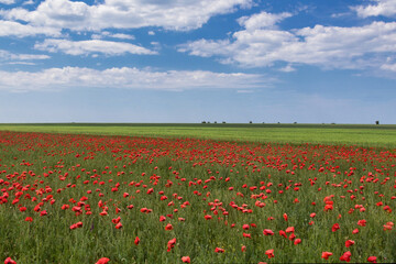 Poppies bloom in a field next to wheat