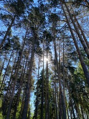 trees in the forest