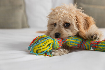 Friendly dog is playing on the bed in hotel room
