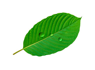 Tropical green leaf with drop water isolated on white background