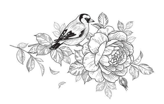 recommend clip art: Hand Drawn Goldfinch Sitting on Rose Branch
