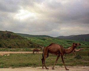 Fototapeta na wymiar camel in the Mountians 