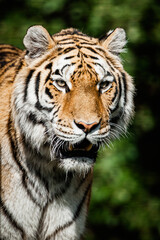 Portrait d'un magnifique félin tigre de Sibérie