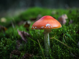red mushroom in the forest
