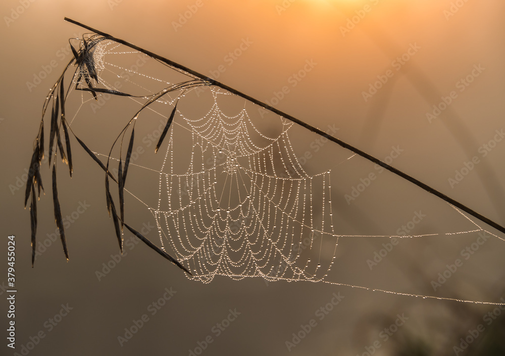 Wall mural spider web with dew drops