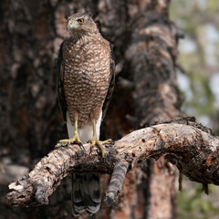 A large Peregrine Falcon surveys his domain.