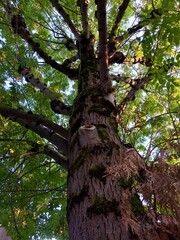 Arbre en contreplongée