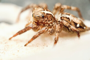 Jumping Spider aka Plexippus petersi 