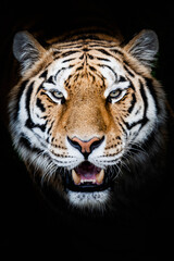 Portrait d'un magnifique félin tigre de Sibérie